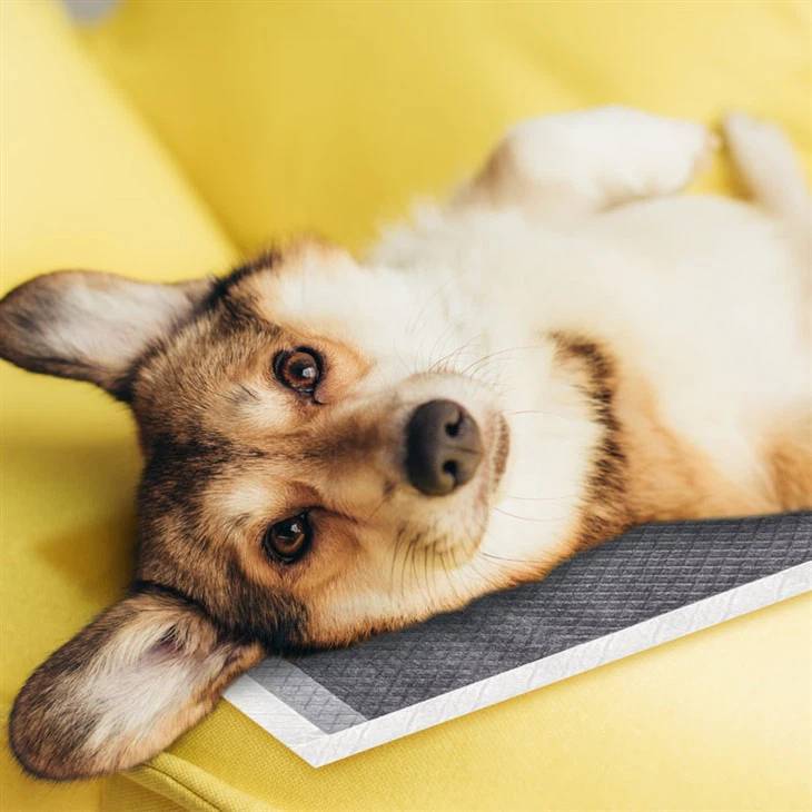 2000ml Absorption Bamboo Charcoal Puppy Pad